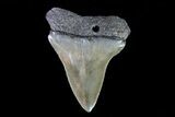 Fossil Mako Shark Tooth - Georgia #75097-1
